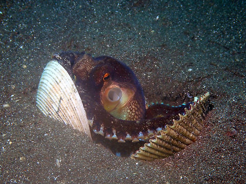 Coconut Octopus - Amphioctopus marginatus Air Bajo I, Lembeh. Amphioctopus marginatus,Coconut octopus,Geotagged,Indonesia,Spring