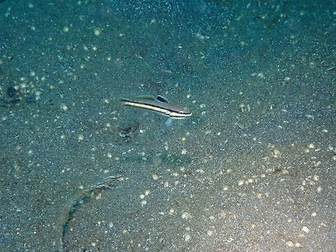 Twostripe Goby - Valenciennea heldsdingenii Air Bajo I, Lembeh. Geotagged,Indonesia,Spring,Valenciennea heldsdingenii,Valenciennea helsdingenii