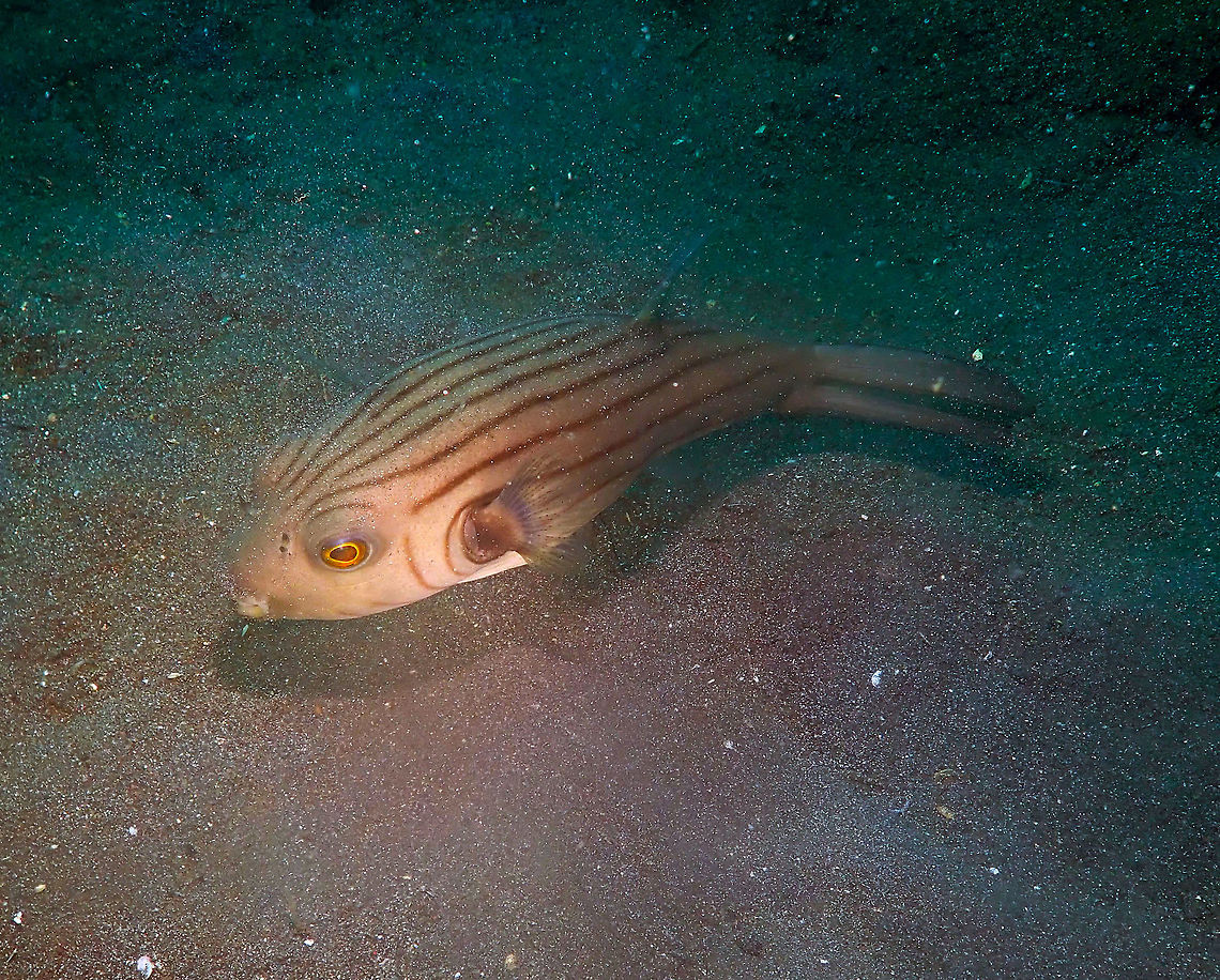 Narrow-lined puffer - Arothron manilensis Air Bajo I, Lembeh. Arothron manilensis,Geotagged,Indonesia,Narrow-lined puffer,Spring