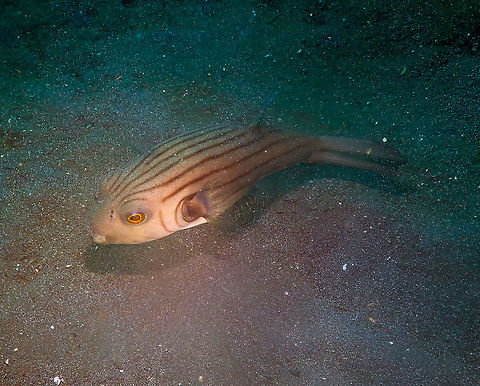 Narrow-lined puffer - Arothron manilensis Air Bajo I, Lembeh. Arothron manilensis,Geotagged,Indonesia,Narrow-lined puffer,Spring