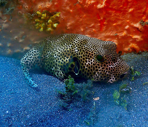 Starry Puffer - Arothron stellatus Air Bajo I, Lembeh. Arothron stellatus,Geotagged,Indonesia,Spring,Starry puffer