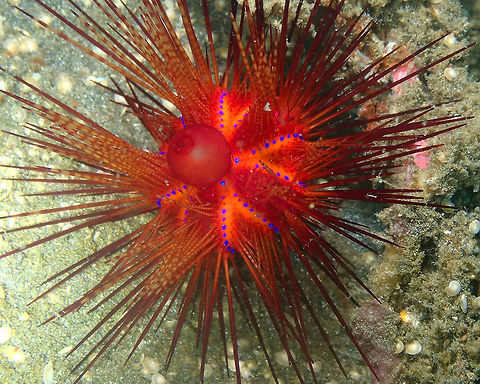 Red Urchin - Astropyga radiata Air Bajo I, lembeh. Astropyga radiata,Geotagged,Indonesia,Red urchin,Spring