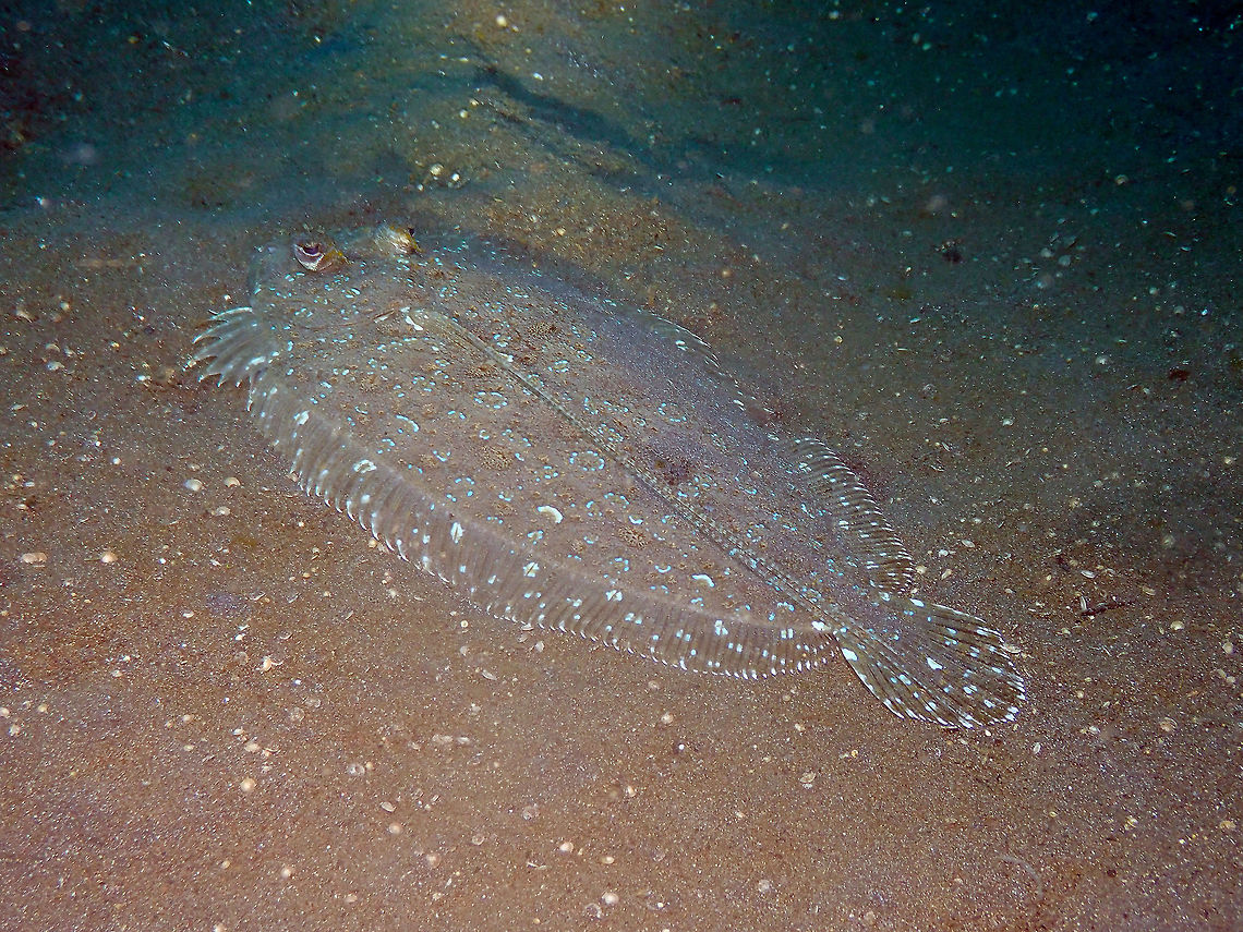 Bothus pantherinus Air Bajo I, Lembeh. Bothus pantherinus,Geotagged,Indonesia,Leopard flounder,Spring