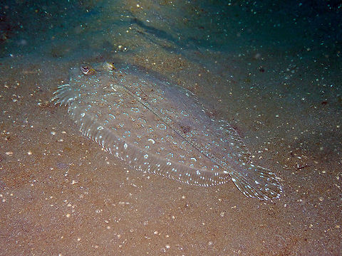 Bothus pantherinus Air Bajo I, Lembeh. Bothus pantherinus,Geotagged,Indonesia,Leopard flounder,Spring