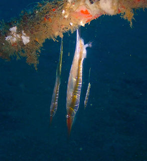 Centriscus scutatus Air Bajo I, Lembeh. C. scutatus,Geotagged,Grooved Razorfish,Indonesia,Spring