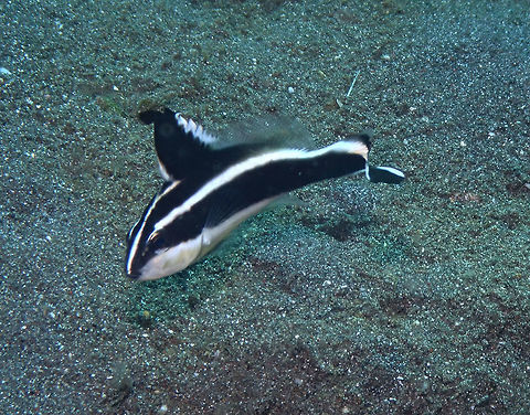 Juvenile painted Sweetlips - Diagramma pictum Air Bajo I, Lembeh. Diagramma pictum,Geotagged,Indonesia,Painted sweetlips,Spring