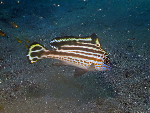 Painted Sweetlips, still juvenile but older - Diagramma pictum Air Bajo I, Lembeh. Diagramma pictum,Geotagged,Indonesia,Painted sweetlips,Spring