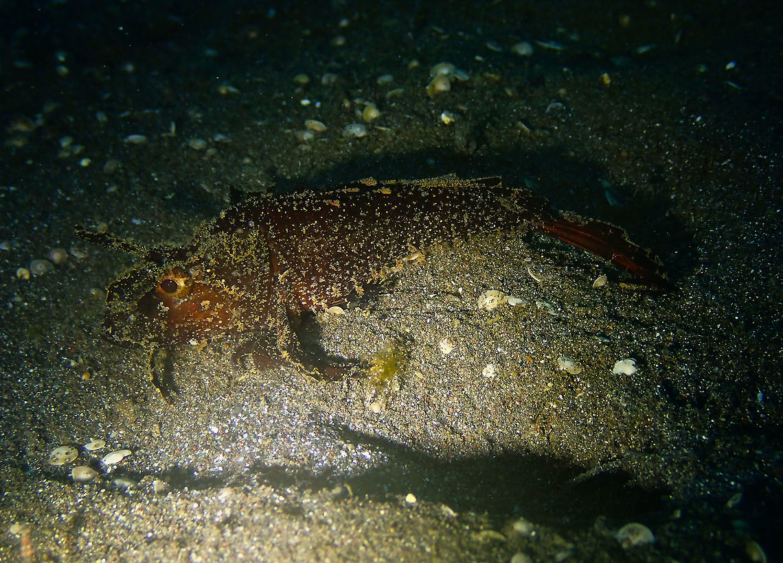 Ambon Scorpionfish (Pteroidichthys amboinensis) Air Bajo I, Lembeh. Ambon scorpionfish,Geotagged,Indonesia,Pteroidichthys amboinensis,Spring