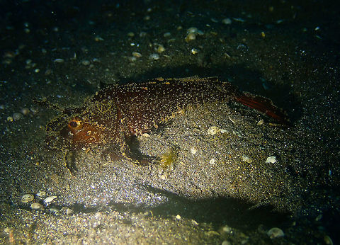 Ambon Scorpionfish (Pteroidichthys amboinensis) Air Bajo I, Lembeh. Ambon scorpionfish,Geotagged,Indonesia,Pteroidichthys amboinensis,Spring