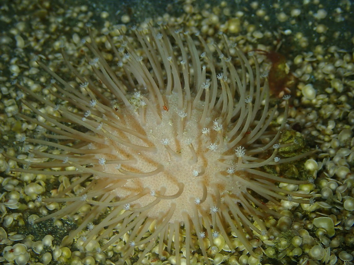 Toadstool Leather Coral - Sarcophyton latum Air Bajo I, Lembeh. Geotagged,Indonesia,Milk Leather Coral,Sarcophyton latum,Spring