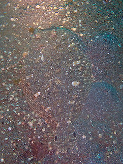 Largescale flounder (Engyprosopon grandisquama) Air Bajo I, Lembeh. Engyprosopon grandisquama,Geotagged,Indonesia,Largescale Flounder,Spring