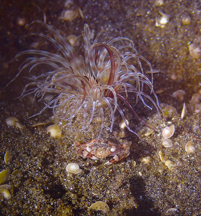 Harlequin Crab (Lissocarcinus laevis) Air Bajo I, Lembeh.<br />
These crabs like to hide in Cerianthid burrowing anemonae. Harlequin crab,Lissocarcinus laevis