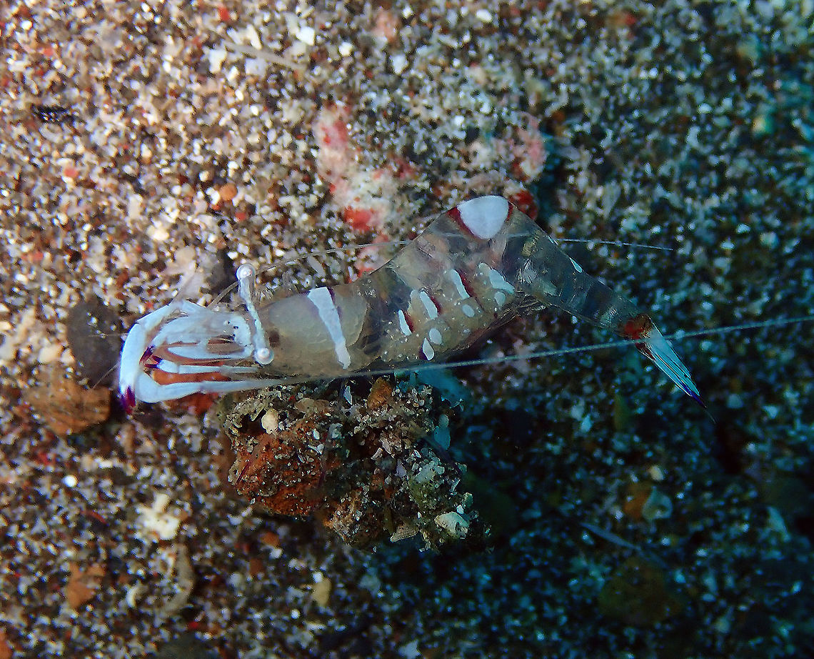 Cleaner Shrimp (Ancylomenes magnificus) Pantai Parigi, Lembeh. Ancylomenes magnificus,Geotagged,Indonesia,Magnificent Anemone Shrimp,Spring