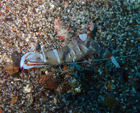 Cleaner Shrimp (Ancylomenes magnificus) Pantai Parigi, Lembeh. Ancylomenes magnificus,Geotagged,Indonesia,Magnificent Anemone Shrimp,Spring