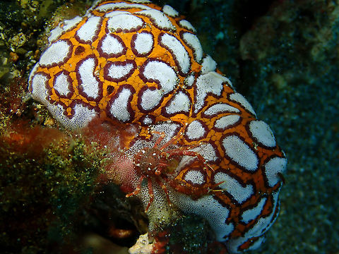 Botrylloides leachii and Galathea squat lobster Pantai Parigi, Lembeh. Botrylloides leachii,Geotagged,Indonesia,Spring