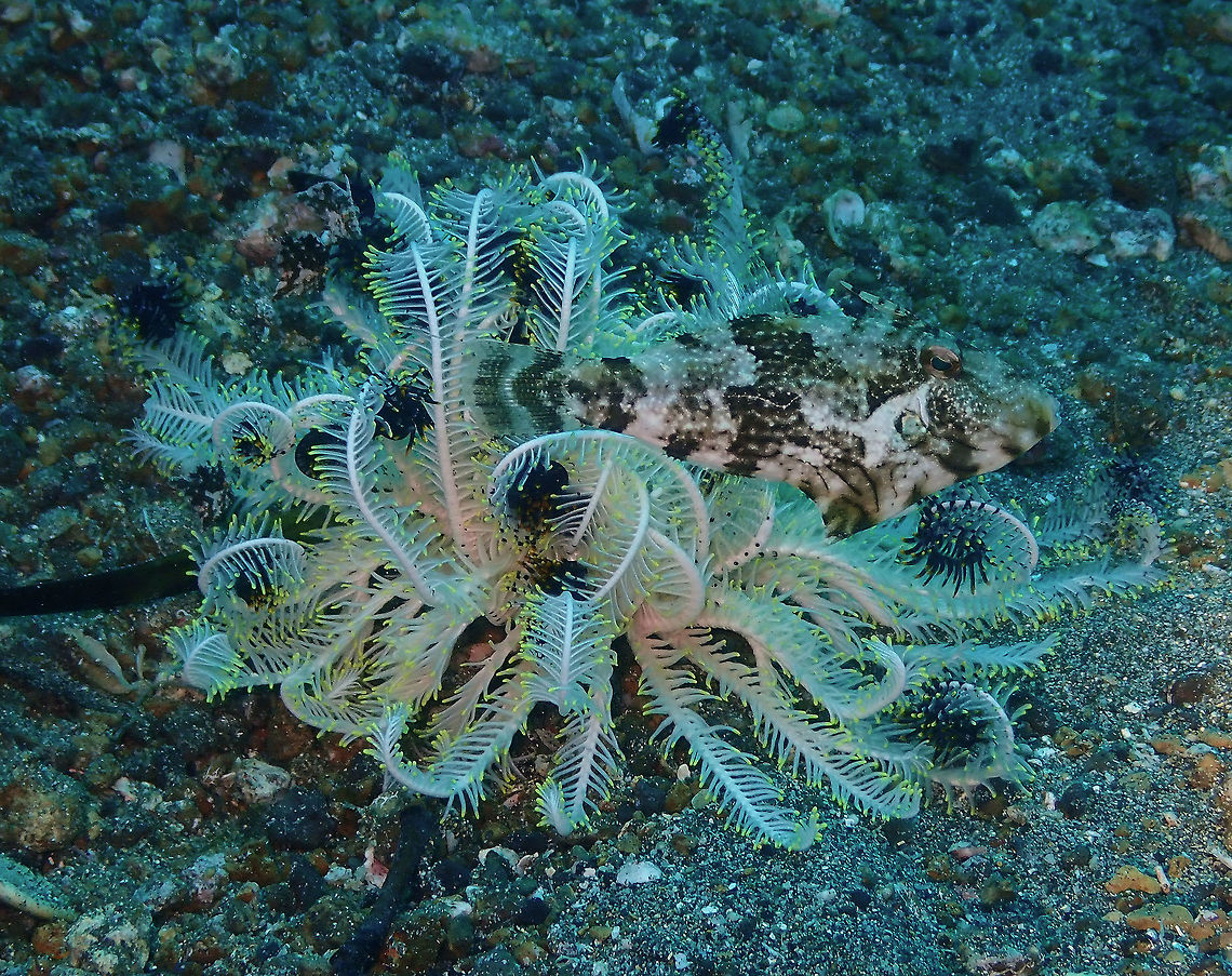 Find the fish - Pseudomonacanthus macrurus Pantai Parigi, Lembeh. Geotagged,Indonesia,Pseudomonacanthus macrurus,Spring,Strap-weed filefish