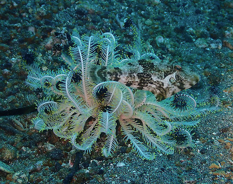 Find the fish - Pseudomonacanthus macrurus Pantai Parigi, Lembeh. Geotagged,Indonesia,Pseudomonacanthus macrurus,Spring,Strap-weed filefish