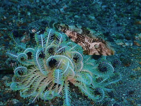 Find the fish (easier) - Pseudomonacanthus macrurus Pantai Parigi, Lembeh. Geotagged,Indonesia,Pseudomonacanthus macrurus,Spring,Strap-weed filefish