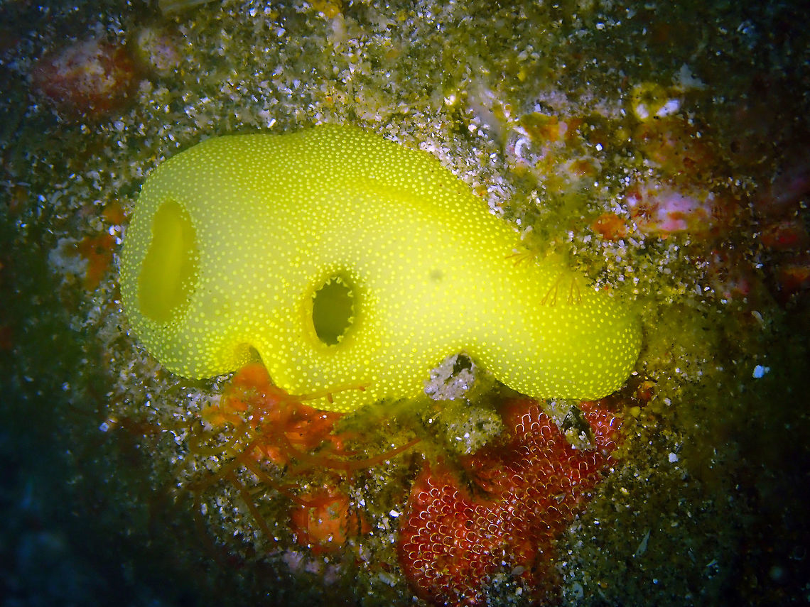 Phallusia julinea Pantai Parigi, Lembeh. Geotagged,Indonesia,Phallusia julinea,Spring,Yellow Sea Squirt