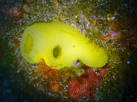 Phallusia julinea Pantai Parigi, Lembeh. Geotagged,Indonesia,Phallusia julinea,Spring,Yellow Sea Squirt