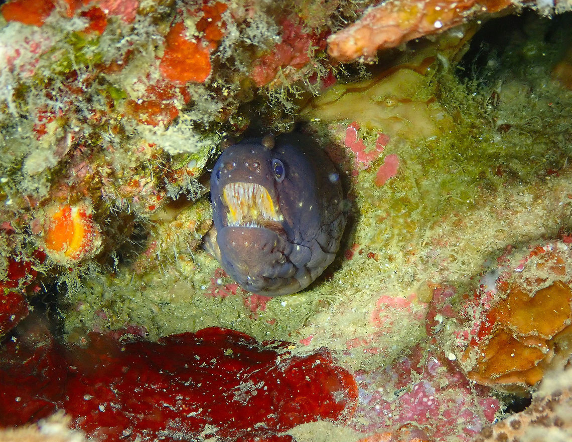 Blotched/Barred Snake moray (Uropterygius fasciolatus) Coconut Garden, Lembeh.<br />
First time I see this beauty! It may look scary with her pointy teeth but then look at its globular eyebrow-like features; then you can see the cuteness! :-) Geotagged,Indonesia,Spring,Uropterygius fasciolatus