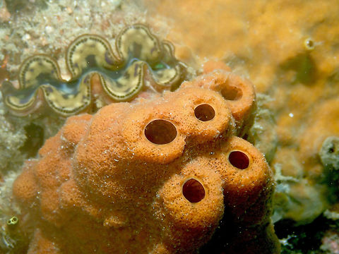 Theonella or Suberites sponge Serena Pata, Lembeh.
One of these impossible to ID sponges>
One hint could be Theonella swinhoei or another of the same genus. Otherwise could also be Suberites..No idea! :-) Geotagged,Indonesia,Lembeh,Sponge,Spring,porifera