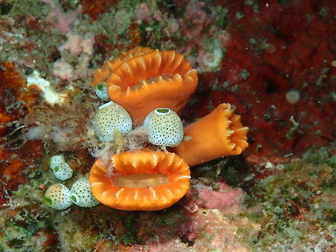 Solitary Cup (Flabellum or Balanophyllia sp.) Kapal Indah, Lembeh.
http://www.ljaxphotos.com/photoGalleries/index/hard-corals/page:20
 Flabellum,Geotagged,Indonesia,Spring,coral
