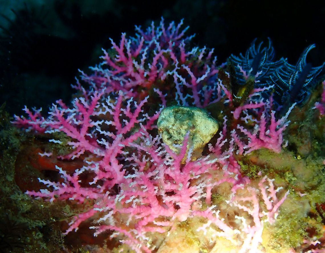 Stylaster sanguineus Kapal Indah, Lembeh.<br />
Species deduced by geographic location. Nr. 1000 :-) Elegant Lace Coral,Geotagged,Indonesia,Spring,Stylaster sanguineus