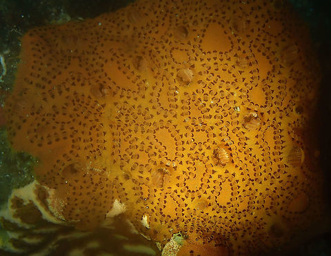 Botrylloides Pantai Parigi, Lembeh. Botrylloides,Geotagged,Indonesia,Lembeh,Spring,Tunicate,ascidian