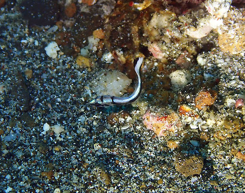 Diagramma_pictum-6 Pantai Parigi, Lembeh.
Another of these babies. They stay near a sand depression or burrow and keep swiveling around it, I don't know why. Maybe they act as cleaning station but if so I have never seen one in action. Diagramma pictum,Geotagged,Indonesia,Painted sweetlips,Spring