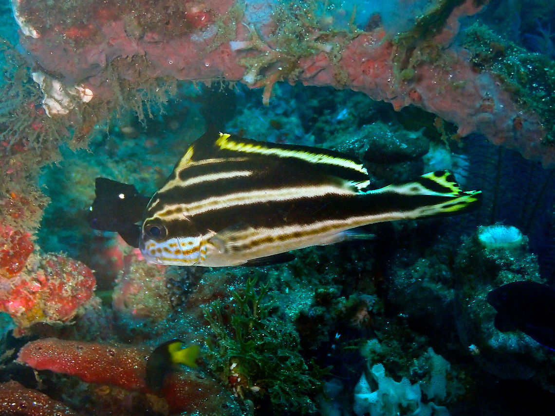 Diagramma pictum (older juvenile) Pantai Parigi, Lembeh.<br />
This is again an older juvenile. These sweetlips change a lot during their development! Diagramma pictum,Geotagged,Indonesia,Painted sweetlips,Spring