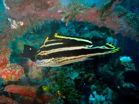 Diagramma pictum (older juvenile) Pantai Parigi, Lembeh.
This is again an older juvenile. These sweetlips change a lot during their development! Diagramma pictum,Geotagged,Indonesia,Painted sweetlips,Spring