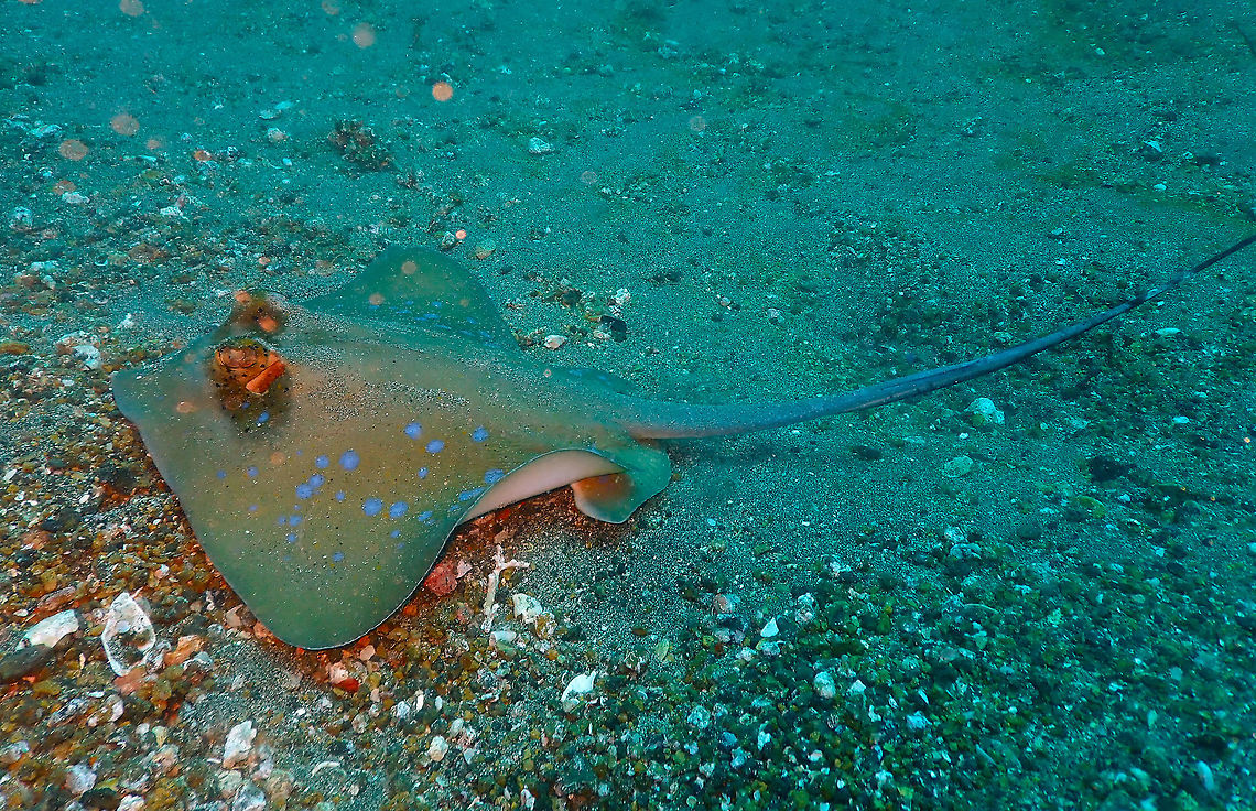 Bluespotted stingray (Neotrigon kuhlii) Pantai Parigi, Lembeh. Geotagged,Indonesia,Kuhl's maskray,Neotrygon kuhlii,Spring