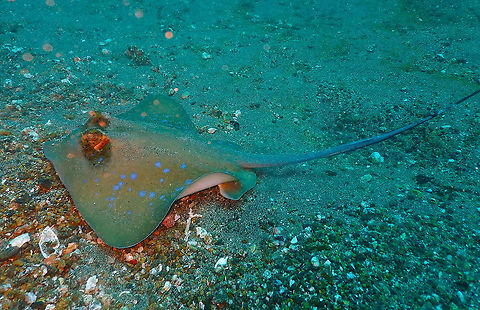 Bluespotted stingray (Neotrigon kuhlii) Pantai Parigi, Lembeh. Geotagged,Indonesia,Kuhl's maskray,Neotrygon kuhlii,Spring