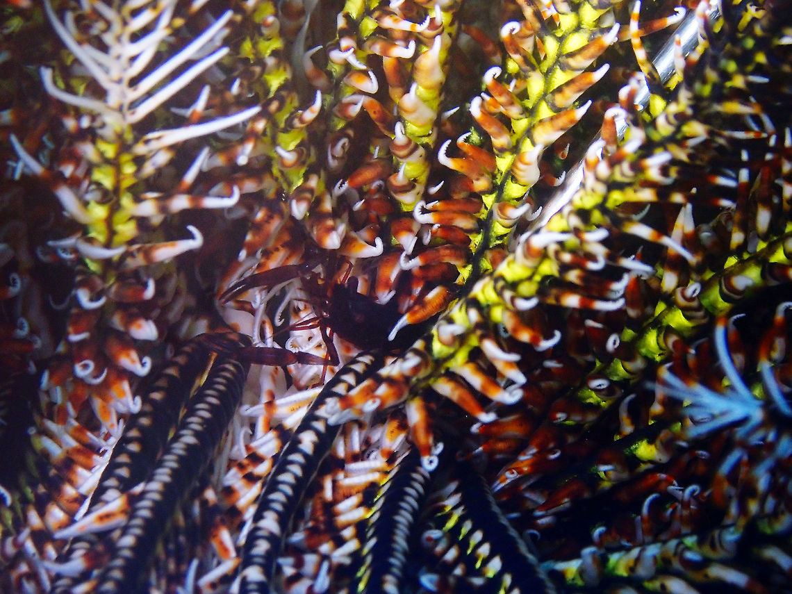 Palaemonella pottsi Pantai Parigi, Lembeh.<br />
it is the black shrimp in the middle, in case you wonder :-D Geotagged,Indonesia,Palaemonella pottsi,Pott's Crinoid Shrimp,Spring
