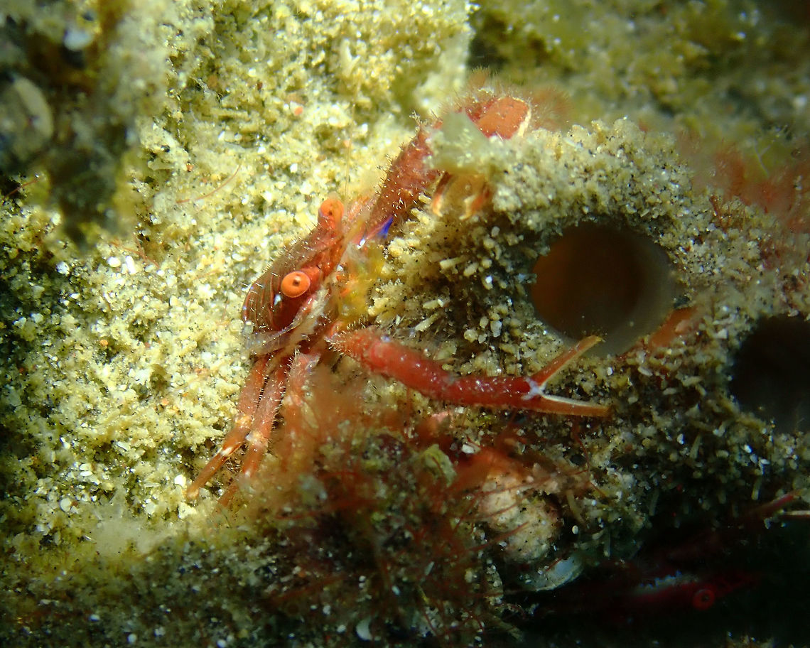 Galathea sp. Pantai parigi, Lembeh.<br />
These is one of these poor squat lobsters with no clear ID! Galathea,Geotagged,Indonesia,Lembeh,Spring,Squat Lobster