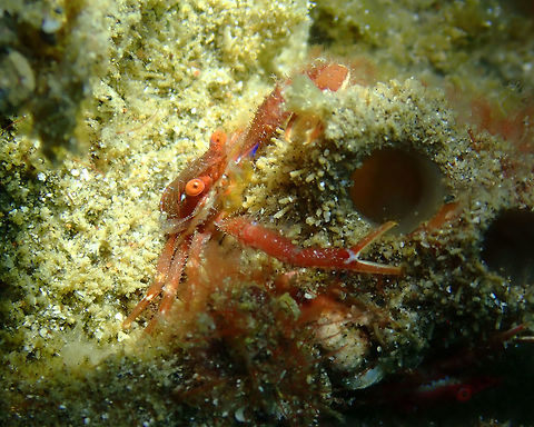 Galathea sp. Pantai parigi, Lembeh.
These is one of these poor squat lobsters with no clear ID! Galathea,Geotagged,Indonesia,Lembeh,Spring,Squat Lobster