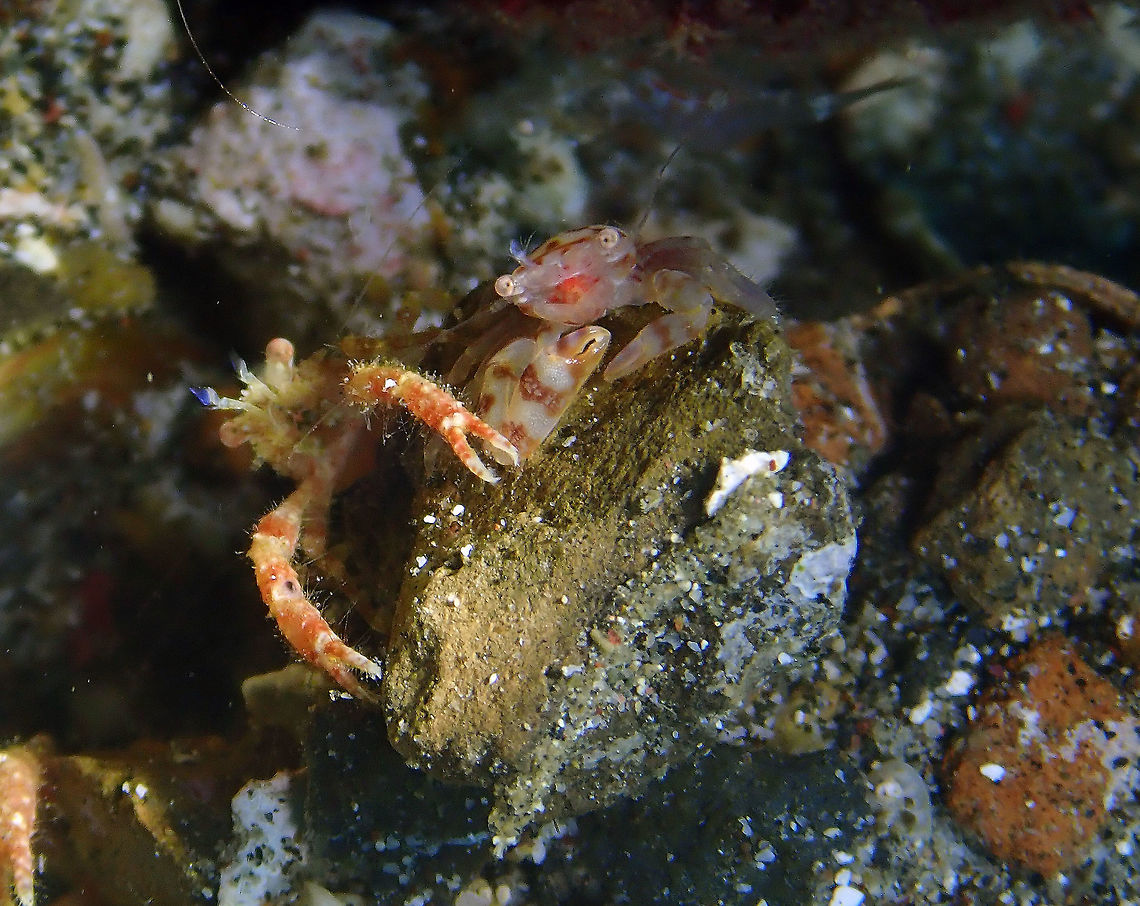 The occasional happy tandem of Galathea sp. and Lissoporcellana nakasonei Pantai Parigi, Lembeh.<br />
Best buddies, I'm sure. Galathea,Geotagged,Indonesia,Lembeh,Lissoporcellana nakasonei,Spring,Squat Lobster,crab