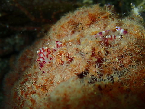 Lissoporcellana nakasonei Pantai Parigi, Lembeh. Geotagged,Indonesia,Lissoporcellana nakasonei,Soft Coral Porcelain Crab,Spring