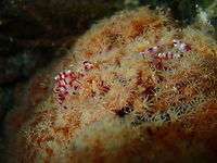 Lissoporcellana nakasonei Pantai Parigi, Lembeh. Geotagged,Indonesia,Lissoporcellana nakasonei,Soft Coral Porcelain Crab,Spring