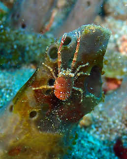 Squat Lobster - Galathea sp. Pantai Parigi, Lembeh. Galathea,Geotagged,Indonesia,Lembeh,Spring,Squat Lobster