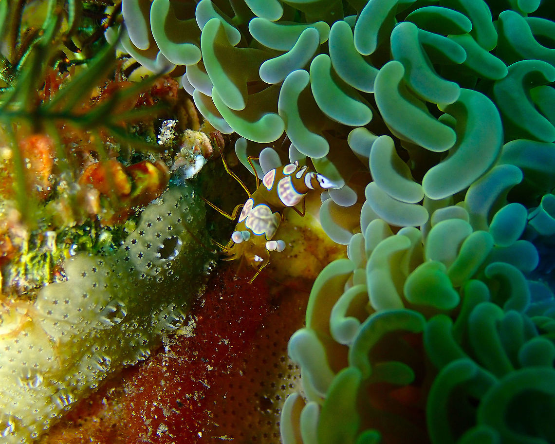Sexy Shrimp - Thor amboinensis Pantai Parigi, Lembeh. Geotagged,Indonesia,Sexy shrimp,Spring,Thor amboinensis