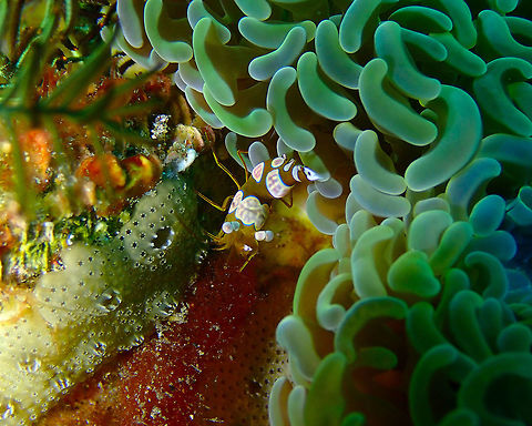 Sexy Shrimp - Thor amboinensis Pantai Parigi, Lembeh. Geotagged,Indonesia,Sexy shrimp,Spring,Thor amboinensis