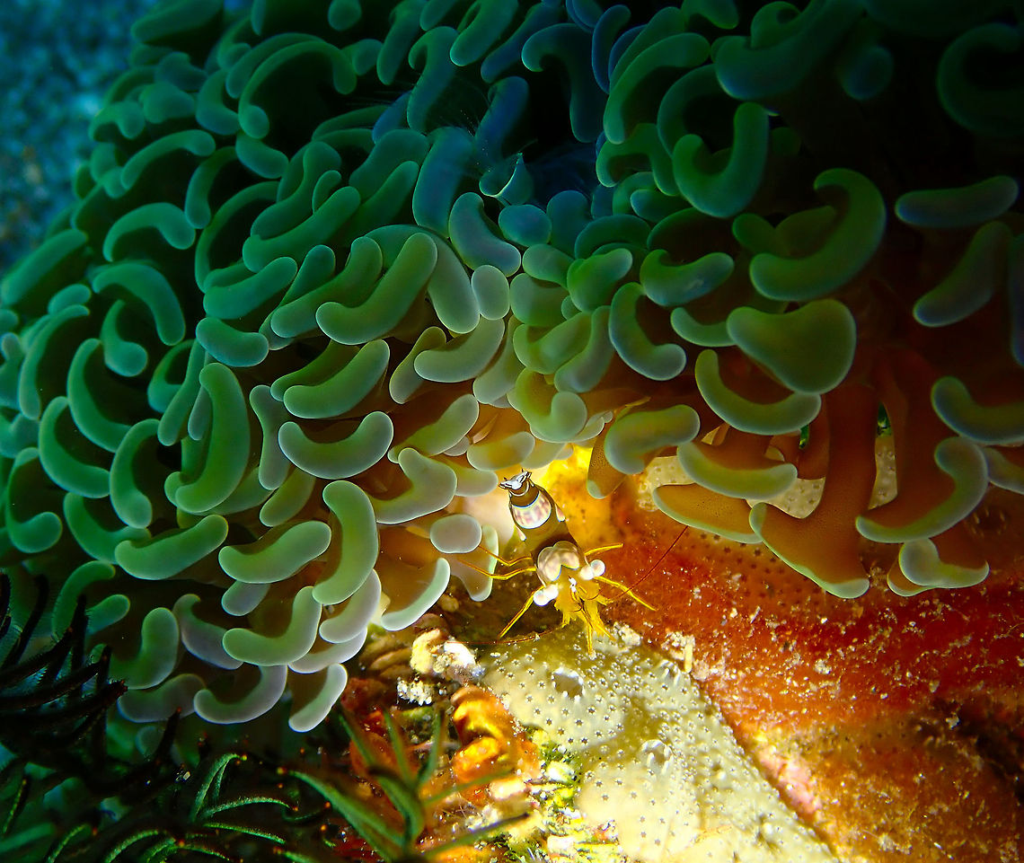 Sexy Shrimp hiding in Euphyllia ancora coral Pantai Parigi, Lembeh. Anchor coral,Euphyllia ancora,Geotagged,Indonesia,Spring