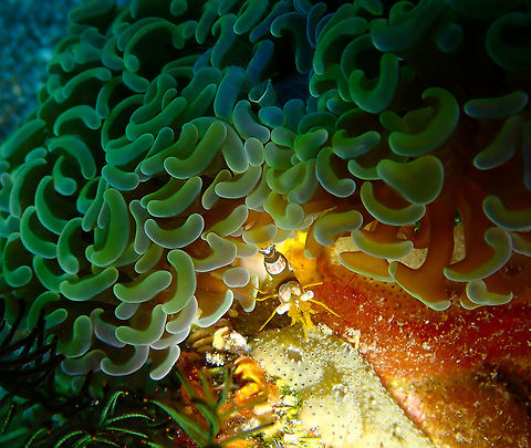 Sexy Shrimp hiding in Euphyllia ancora coral Pantai Parigi, Lembeh. Anchor coral,Euphyllia ancora,Geotagged,Indonesia,Spring
