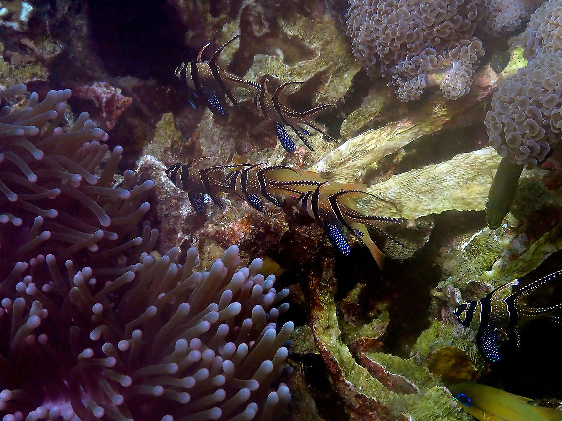 Banggai cardinalfish (Pterapogon kauderni) Pantai Parigi, Lembeh. Banggai cardinalfish,Geotagged,Indonesia,Pterapogon  kauderni,Spring