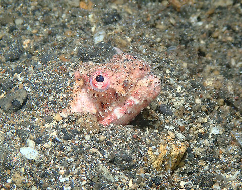 Reptilian snake Eel - Brachysomophis henshawi Coconut Garden, Lembeh. Night dive. Went around it to make different view pics:
https://www.jungledragon.com/image/71350/reptilian_snake_eel_-_brachysomophis_henshawi.html
https://www.jungledragon.com/image/71351/reptilian_snake_eel_-_brachysomophis_henshawi.html Brachysomophis henshawi,Geotagged,Indonesia,Reptilian snake eel,Spring
