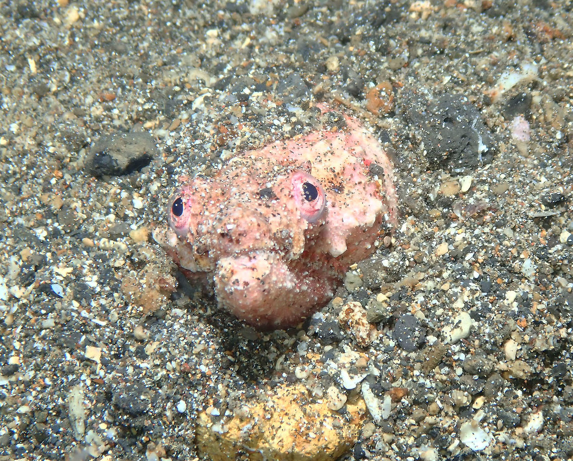 Reptilian snake Eel - Brachysomophis henshawi Coconut Graden, Lembeh. Brachysomophis henshawi,Geotagged,Indonesia,Reptilian snake eel,Spring