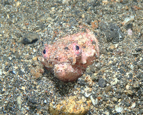 Reptilian snake Eel - Brachysomophis henshawi Coconut Graden, Lembeh. Brachysomophis henshawi,Geotagged,Indonesia,Reptilian snake eel,Spring