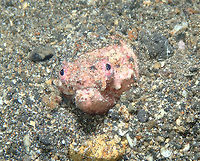 Reptilian snake Eel - Brachysomophis henshawi Coconut Graden, Lembeh. Brachysomophis henshawi,Geotagged,Indonesia,Reptilian snake eel,Spring